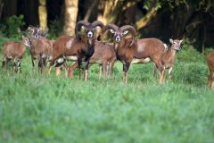 Lelystad-Natuurpark-Lelystad-©-Ronald-Wilfred-Jansen-Shutterstock.com