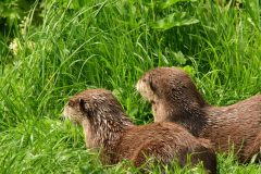 Lelystad-Natuurpark-Otters-©-Jos-Timmerman-Shutterstock.com_-1