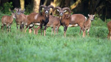 Lelystad-Natuurpark-Lelystad-©-Ronald-Wilfred-Jansen-Shutterstock.com