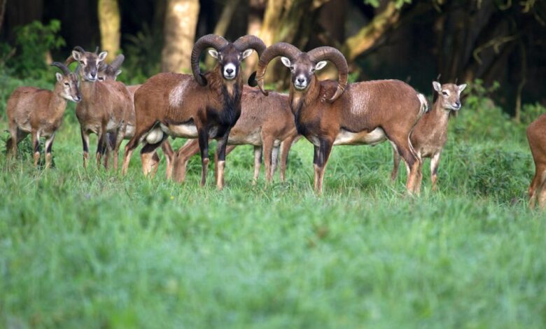 Lelystad-Natuurpark-Lelystad-©-Ronald-Wilfred-Jansen-Shutterstock.com