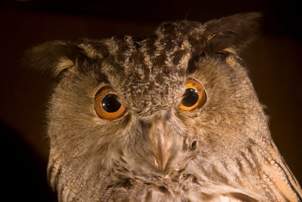 Twente-Denekamp-Museum-Natura-Docet-©-Ronald-Wilfred-Jansen-Shutterstock.com