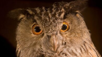 Twente-Denekamp-Museum-Natura-Docet-©-Ronald-Wilfred-Jansen-Shutterstock.com