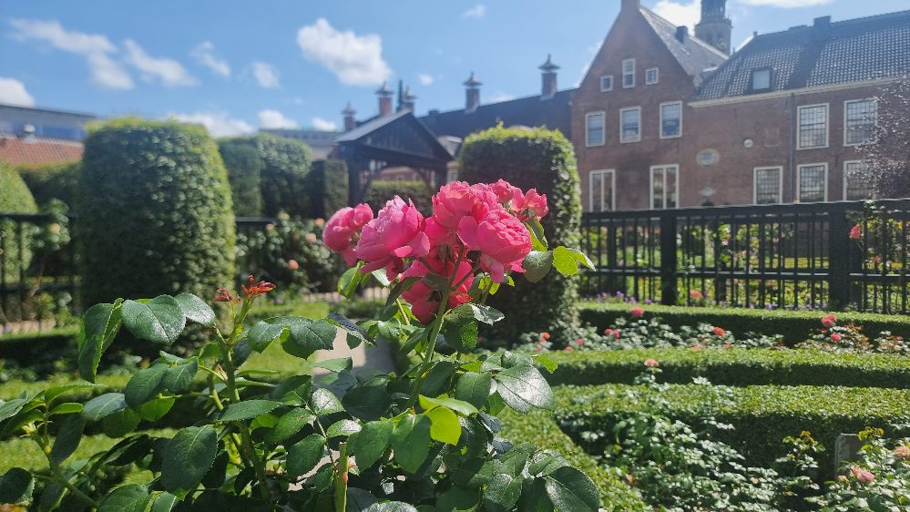 Prachtige rozen in de Prinsentuin in Groningen © Vakantiegroeten.nl