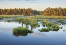 Zonopkomst in Nationaal Park De Biesbosch bij het plaatsje Werkendam © R. de Bruijn_Photography - Shutterstock.com