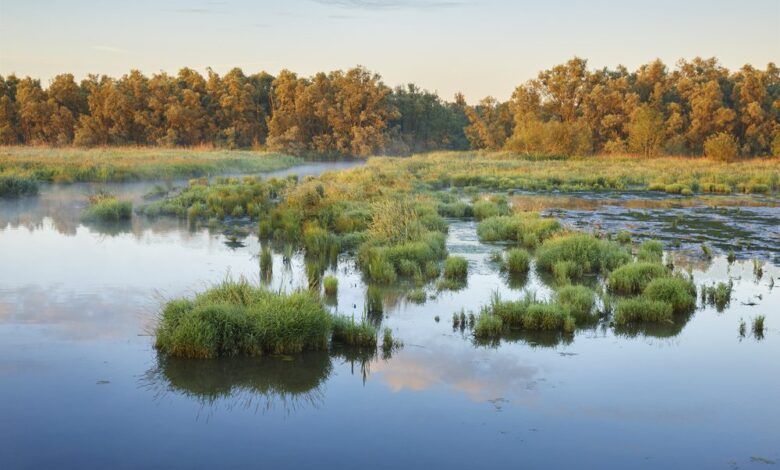 Zonopkomst in Nationaal Park De Biesbosch bij het plaatsje Werkendam © R. de Bruijn_Photography - Shutterstock.com