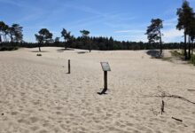 Sahara Ommen 052025
