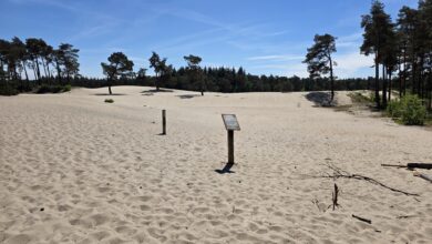 Sahara Ommen 052025