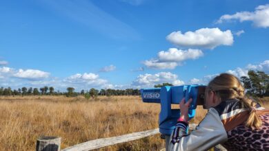 Natte heide en poelen in natuurgebied Boetelerveld bij Mariënheem