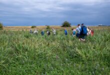 Natuur langs de IJssel met uiterwaarden en groen rivierlandschap in Overijssel