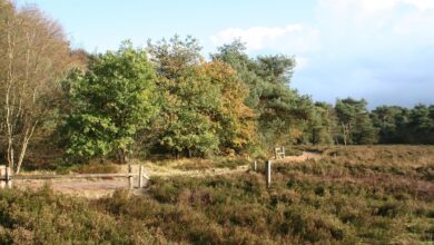Herfstlandschap in de Haardennen en het Heuveltjesbos bij Balkbrug in het Reestdal