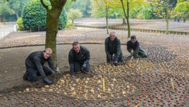 Tuinmannen van Keukenhof planten bloembollen voor het seizoen 2027